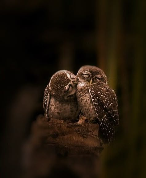 Owl kiss Burrowing Owl, Owl Pictures, Beautiful Owl, 귀여운 동물, Love Birds, Animals Friends, 그림 그리기, Beautiful Creatures, Wolves