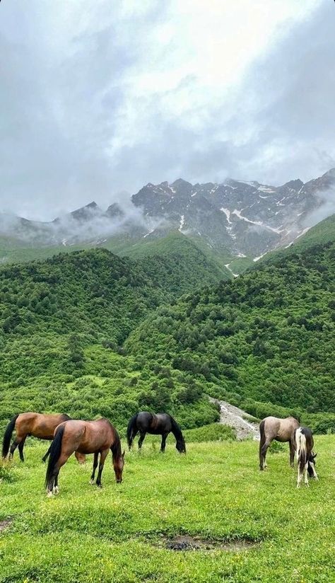 Horses Aesthetics, Catherine Cowles, Summer In England, Horse Pasture, Al Qur'an Photography, Travel Pictures Poses, Horse Aesthetic, Beautiful Farm, Equestrian Life