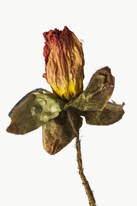 Dried Flowers Png, Poppy Flower Design, Dried Poppy, Flowers Png, Bloom Blossom, Flowers Dried, Dry Flower, Dry Flowers, Poppy Flower