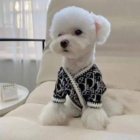 Just found this amazing item on AliExpress. Check it out! $20.89 | Polyester Dogs Cotton Sweater Jacket Comfortable Warm Trendy Dog Clothes Soft Dog Knitted Cardigan Outdoor/Indoor Dog Sweater Knitted Dog Sweater, Knitted Dog, Puppy Coats, Knitting Cardigan, Knit Dog Sweater, Small Dog Clothes, Indoor Dog, Luxury Dog, Winter Dog