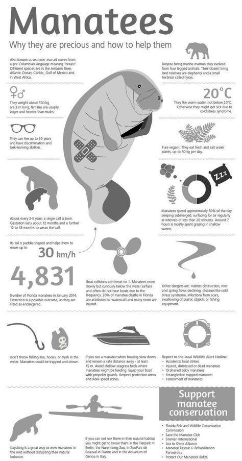 Manatee Facts, Ocean Facts, Oceanography Marine Biology, Animal Infographic, Sea Cow, Animal Conservation, Manatees, Animal Science, Marine Biologist