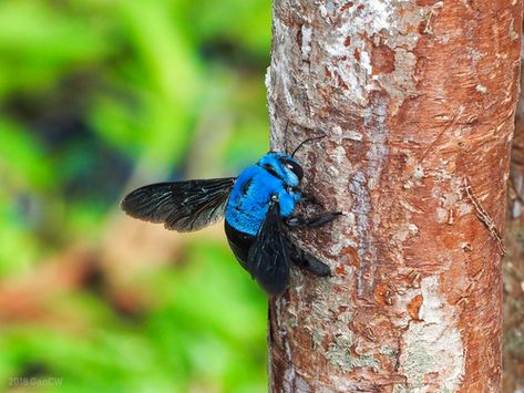 Carpenter Bee, Cool Bugs, Wildlife Reserve, Incredible Creatures, Creepy Crawlies, Rare Animals, Game Reserve, Ocean Life, Pet Birds