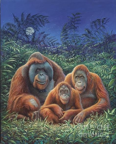 Hans Droog | Sumatra Orangutans March 5th, Monkey Art, Great Ape, Wildlife Paintings, Endangered Animals, Primates, Water Colour, Jungle Animals, Wildlife Art