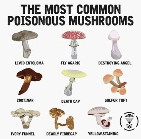 Poisonous Berries, Wise Wizard, Mushroom Stuff, Magic Ingredients, Mushroom People, Floral Snake, Growing Mushrooms At Home, Mushroom Identification, Poisonous Mushrooms