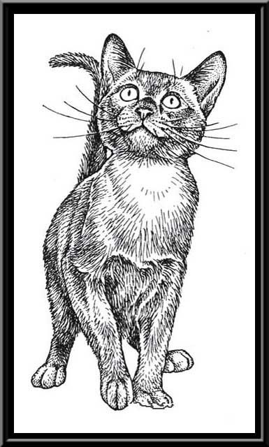 Bachinsky Natalia - Russia Cat Looking Up Drawing, Cat Tattoo Idea, Cat Tattoo Ideas, Vet Technician, Art Of Painting, Cat Coloring Book, Painting And Drawing, Cat Tattoo Designs, Pets Drawing