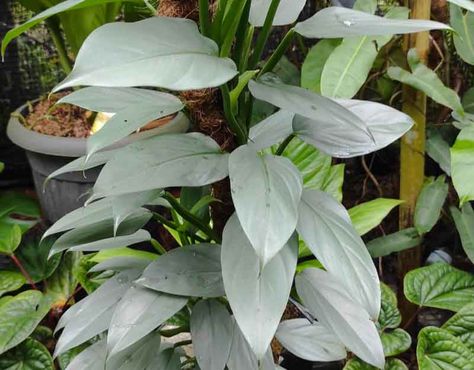 Philodendron hastatum 'Silver Sword' Plant Problems, Pitcher Plant, Plant Diseases, Garden Types, Inside Plants, Wildlife Gardening, Seasonal Garden, Plant Combinations, Plant Species