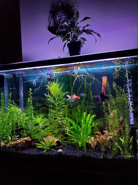 Betta Fish Tank Ideas For Office, Fish Tank Ideas Goldfish, Pet Fish Aesthetic Tank, Gold Fish Tank Ideas Aquarium, Planted Goldfish Tank, Goldfish Tank Aesthetic, Large Fish Tank Ideas, Guppy Fish Tank Ideas, Fancy Goldfish Tank