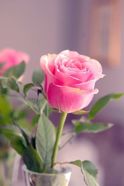 Single pink rose Rose Belle, Beautiful Bugs, Colorful Roses, Most Beautiful Flowers, Beautiful Flowers Wallpapers, Beautiful Rose Flowers, Morning Flowers, Rose Wallpaper, Beautiful Blooms