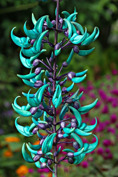 Jade vine, emerald vine or turquoise jade vine. Blue Jade Vine, Amazing Flowers Unique, Jade Vine Flower, Beautiful Rare Flowers, Rainforest Flowers, Jade Vine, Weird Flowers, Funky Flowers, Jade Flower