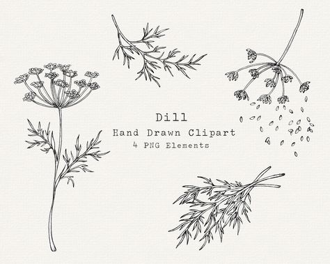 Dill Plant Tattoo, Dill Plant Drawing, Dill Botanical Illustration, Dill Tattoos, Dill Drawings, Dill Illustration, Herbal Garden, Botanical Sketchbook, Garden Line