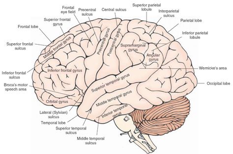 Human Brain Diagram, Nervous System Diagram, Brain Anatomy And Function, Brain Diagram, Brain Parts, Sistem Saraf, Brain Models, Gross Anatomy, Cerebral Cortex