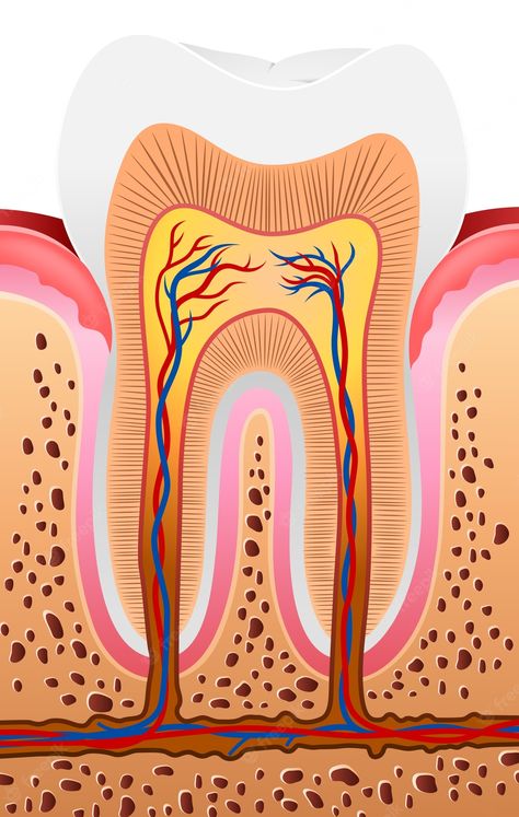 Tooth Anatomy, Dental Pictures, Teeth Illustration, Teeth Anatomy, Teeth Drawing, Teeth Pictures, Dental Cavities, Human Teeth, Health Knowledge