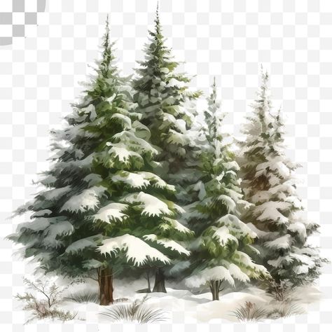 Pine tree watercolor transparent backgro... | Premium Psd #Freepik #psd #snowy #winter #snow-background #snowy-background Snow Tree Drawing, 100 Illustration, Pine Tree Watercolor, Winter Grass, Snowy Pine Trees, Christmas Illustration Design, Snow Watercolor, Snowy Background, Snow Background