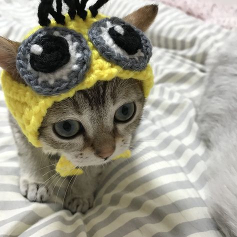 Patricia, known on Etsy as OonaPatternsEtc, creates cute cat hats. Most of them are crocheted but others require more work and adding some knitted elements. So far her shop has made more than 5K sales, and her happy customers have left over 700 reviews. OonaPatternsETC is a 5-star seller and people love her creativity and handmade goods. A Cat, Yellow, Black