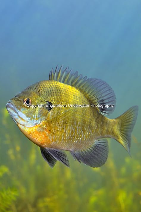 Bluegill<br /> <br /> Engbretson Underwater Photography Photography Underwater, Crappie Fishing Tips, Sea Life Animals, Fish Artwork, Fishing Photography, Underwater Fish, Pike Fishing, River Fishing, Fish Drawings