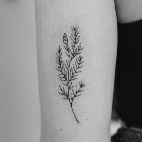 Hemlock branch for Prue! Outdoor Tattoo, Pine Tattoo, Tree Branch Tattoo, Olivia Harrison, Clavicle Tattoo, Olive Branch Tattoo, Gem Tattoo, Branch Tattoo, Mother Tattoos