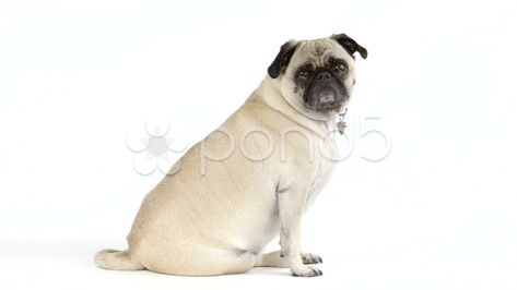 Sitting Dog, Cute Pugs, Pug Dog, Dog Sitting, Side View, Photo Illustration, Art References, Pug, Stock Video