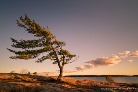 “Wind Blown Tree” Killbear Provincial Park, Ontario. —Photo by Kevin Pipher Hiking Ontario, Watercolour Trees, Canadian Landscape, Algonquin Park, Georgian Bay, Canada Photos, Tree Stands, Atmospheric Phenomenon, Stickers Wall