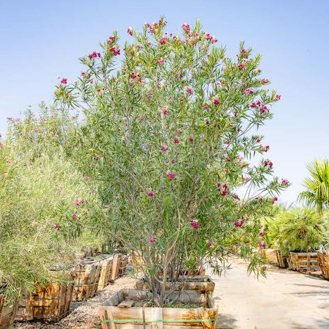 Desert Willow | Flowering Trees | Moon Valley Nurseries Desert Willow Tree, Desert Willow, About Moon, Tree Nursery, Desert Homes, Drought Tolerant Plants, Desert Plants, Willow Tree, Flowering Trees