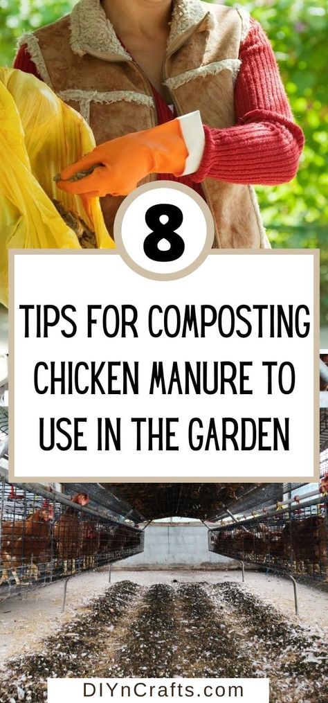 Chicken Manure Compost, Gardening Zone 8b, Chicken Composting, Rain Barrel System, Composting Methods, Soil Fertilizer, Zone 8b, Garden Prepping, Chicken Manure