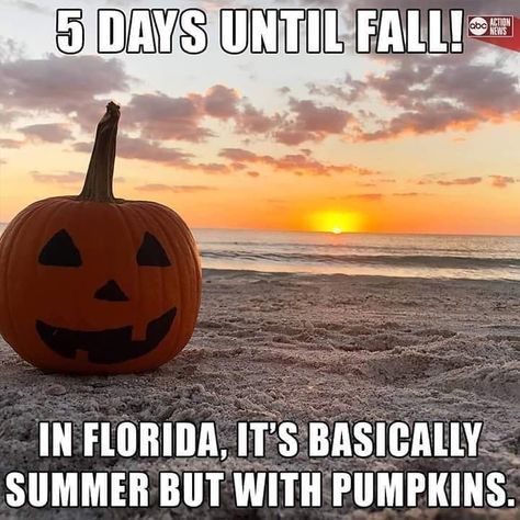 October Pumpkins, Florida Funny, Fall Funny, October Daily, Fall Humor, Credit Tips, Florida Girl, Cocoa Beach, State Of Florida