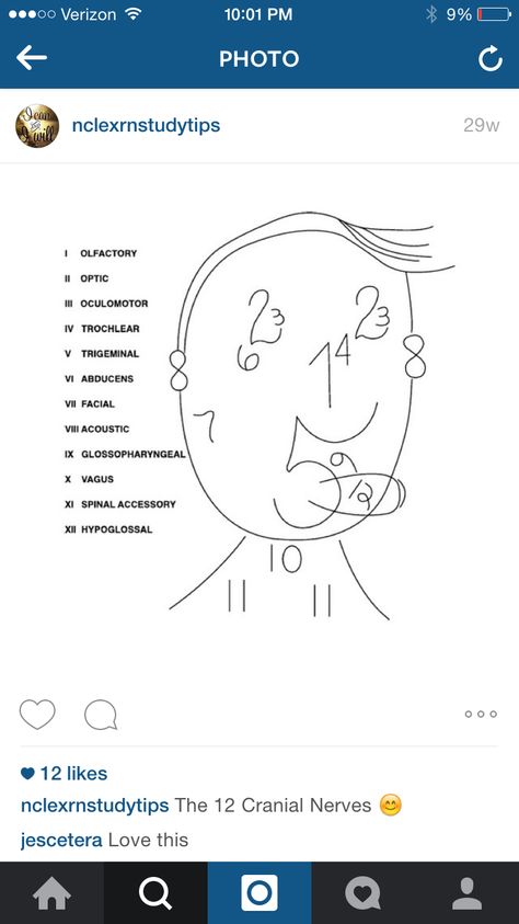 Cranial nerves Neuro Assessment, Olfactory Nerve, Paramedic Study, Med School Study, Nurse Skills, Nursing Things, Nurse Teaching, Nursing Cheat, Nursing Assessment