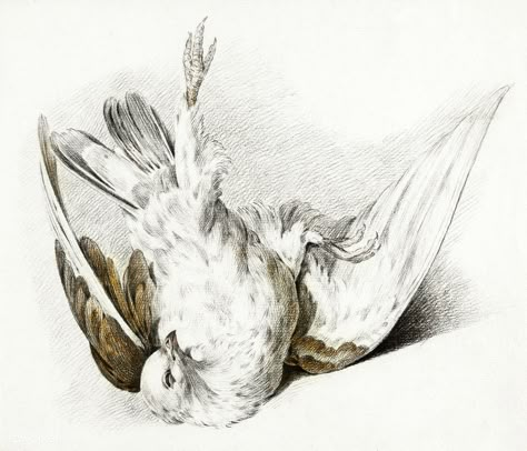 Bird Falling, Dove Drawing, Birds Drawing, Dead Bird, Animal Illustration Art, Free Illustration Images, Bird Artwork, Scientific Illustration, Ap Art