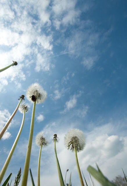 Angled Photography, Unexpected Photography, Worm's Eye View Photography, Low Angle Photography, Worm's Eye View, Angles Photography, Landscaping Photography, Lens For Portraits, Nature Photography Sky