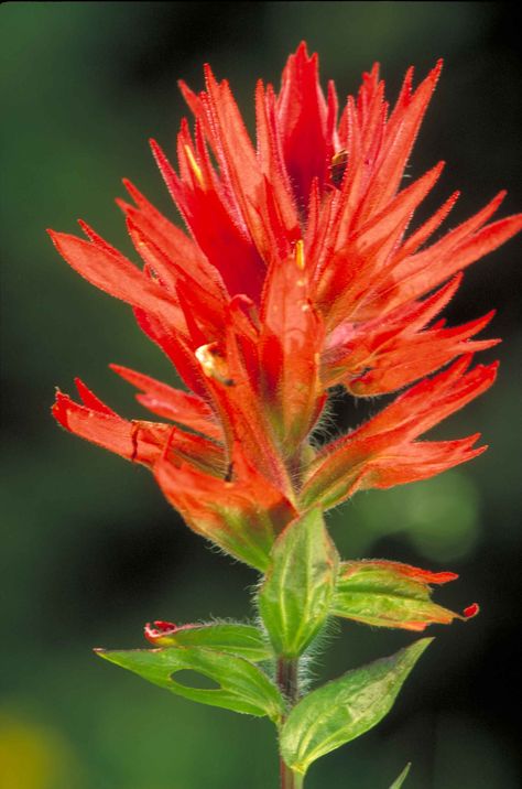 Pnw Wildflowers, Paintbrush Flower, Indian Paintbrush Flowers, Sister Tat, State Flowers, Paper Flower Kit, California Wildflowers, Wyoming State, Felted Art