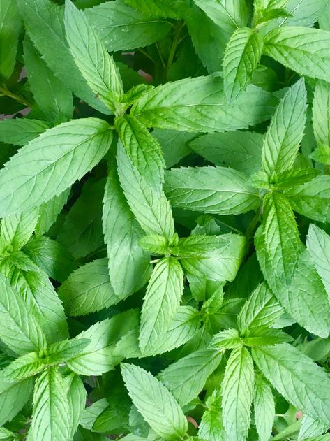 This is “Spear”mint (named due to its pointed tip) Spearmint is for flavoring cool water and enjoyed in summer dishes and shakes. Mint Plants, Products Photography, Summer Dishes, Interactive Stories, Beauty Products Photography, Plant Aesthetic, Woodland Garden, Brighten Your Day, In Summer