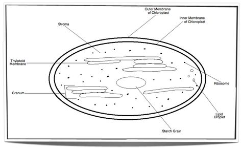 IB Biology Notes - 8.2 Photosynthesis | 8.2.1 draw and label a diagram showing the structure of a chloroplast as seen in electron micrographs Chloroplast Drawing, Chloroplast Diagram, Map Activities, Biology Notes, Science Project, Photosynthesis, Science Projects, Biology, Line Chart