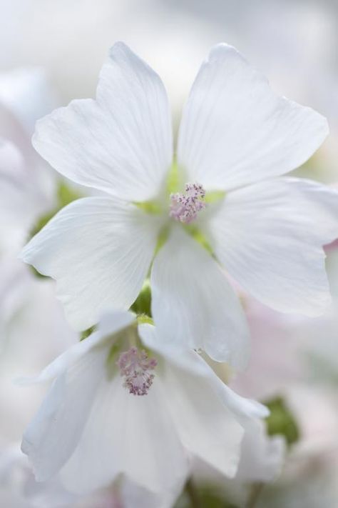 Malva Moschata, Flower Bokeh, Musk Mallow, Seed Catalogs, Moon Garden, Flower Shower, Cold Frame, Cream Flowers, Beautiful Rose Flowers