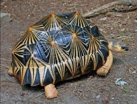 Radiated Tortoise, Urs Polar, Tortoise Turtle, Turtle Love, Turtle Shell, Reptiles And Amphibians, Amphibians, Tortoise Shell, Madagascar