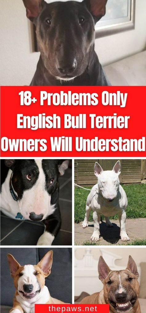 Funny Bull Terrier, Miniature English Bull Terrier, Black Bull Terrier, Brindle Bull Terrier, Bully Terrier, English Bull Terrier Puppy, Terrier Poodle Mix, English Bull Terrier, British Bull Terrier