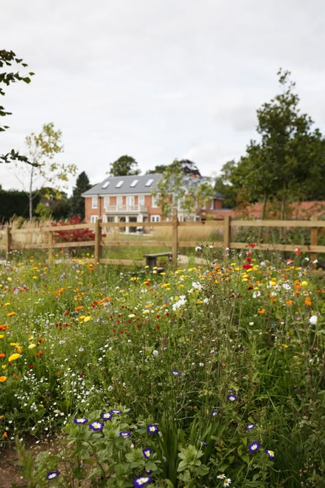 Texas Meadow Garden, Large Country Garden, Wild Grass Garden, Wild Flower Garden Ideas Backyards, Wild Meadow, Mini Meadow Garden, Country Side Garden, Meadow Backyard, Wild Flower Backyard