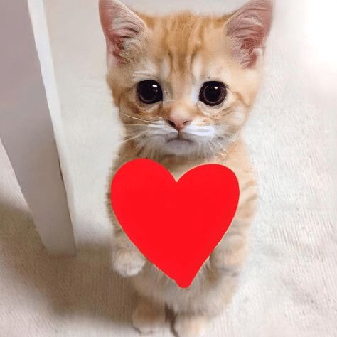 Cat Giving Heart, Whatsapp Stickers Love, Cat Heart Meme, Cat With Hearts, Wa Sticker, Meme Chat, Sticker Whatsapp, Imessage Sticker, Cats Pictures