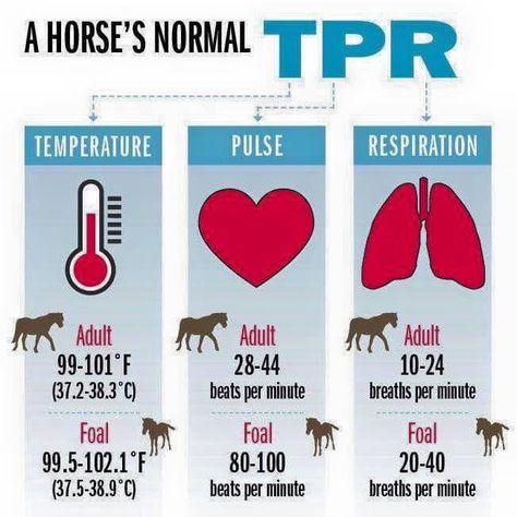 Normal levels for your horse's temperature, pulse and respiration Equine Veterinary, Equine Care, Horse Lessons, Horse Information, Healthy Horses, Horse Exercises, Horse Facts, Horse Care Tips, Horse Info