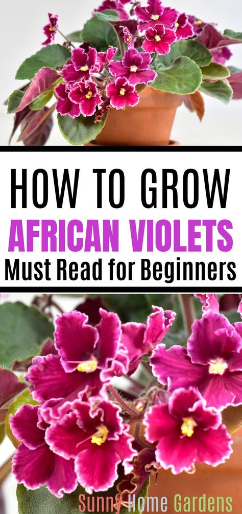 Caring For African Violets Houseplant, How To Grow African Violets, African Violets Care, How To Propagate African Violets, Growing Violets, Moveable Garden, African Violet Care, Growing Seedlings, African Violet Pots