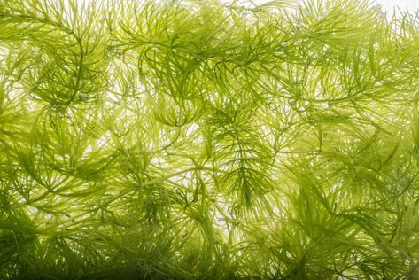 Hornwort: The Complete Care Guide Terrestrial Plants, Freshwater Plants, Tank Plants, Live Earth, Fresh Water Fish Tank, Shrimp Tank, Pond Life, Aquarium Plants, Pond Plants