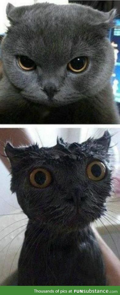 Before And After Cat Wash, Cat Tips, 웃긴 사진, Funny Cat Pictures, Cats Meow, 귀여운 동물, Cute Funny Animals, Crazy Cats, Cat Pics