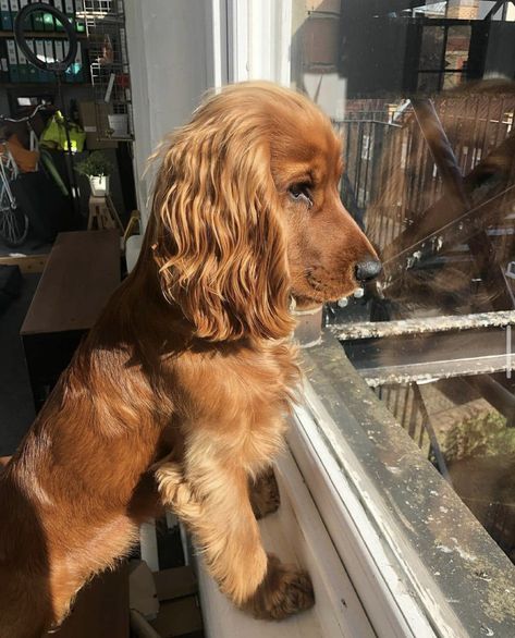 Red Working Cocker Spaniel, Full Grown Cocker Spaniel, Show Cocker Spaniel Puppies, Red Cocker Spaniel Puppies, Ginger Cocker Spaniel, Red English Cocker Spaniel, Working Cocker Spaniel Puppies, Golden English Cocker Spaniel, English Cocker Spaniel Aesthetic