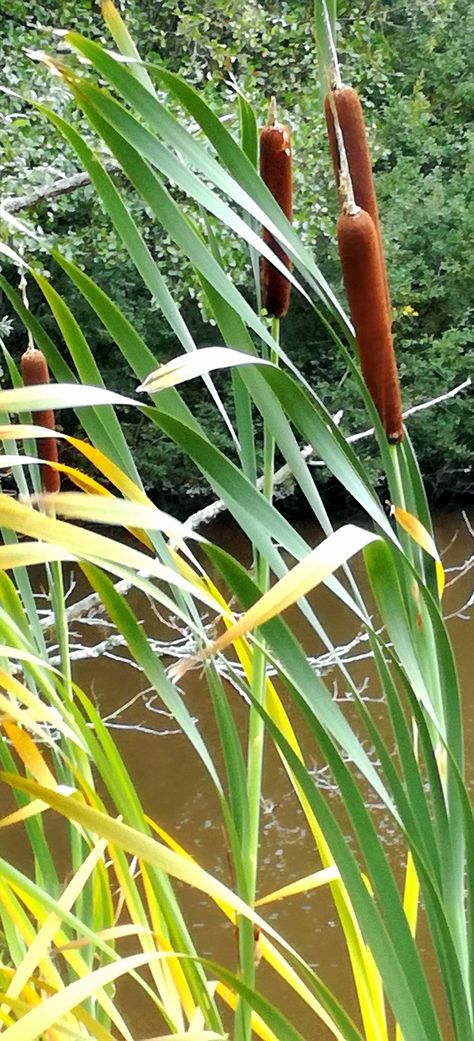 Cattail Photography, Cattails Photography, Cattails Drawing, Red Wing Blackbird, Edwardian England, Courtyard Landscaping, Paintings Ideas, Leaf Photography, Farmhouse Garden