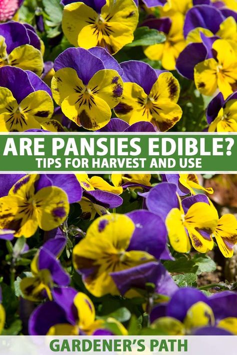 Looking for a flower that’s easy to grow and looks great in the garden or on a plate? Pansies are carefree plants that yield an abundance of edible flowers for garnishes and salads. Find tips for safely growing blooms to eat and the best way to pick edible pansies on Gardener's Path. #pansies #edibleflowers #gardenerspath Pansy Flowers Garden, Benefits Of Vegetables, Vegetable Benefits, Flower Growing, Pansy Flowers, Grow Flowers, Flowers In A Vase, Attract Pollinators, Flower Gardens