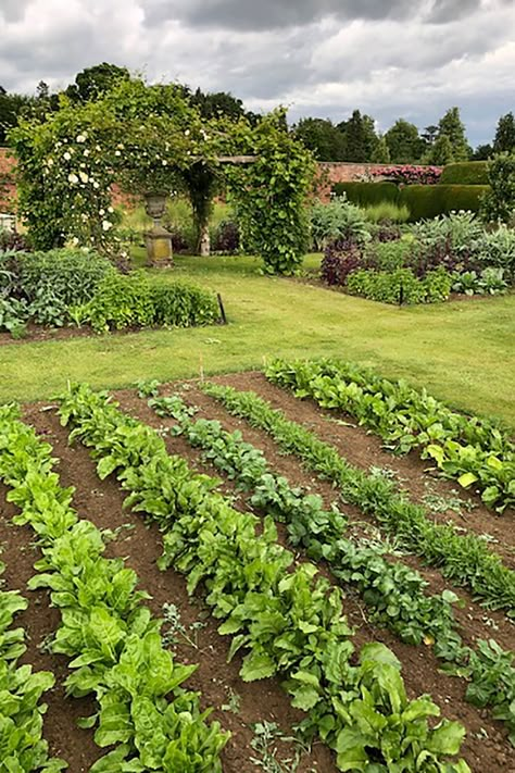 Regenerative Gardening, Garden Planing, Vegtable Garden, Fenced Vegetable Garden, Dream Backyard Garden, Farm Lifestyle, House Gardens, Grasses Garden, Walled Garden