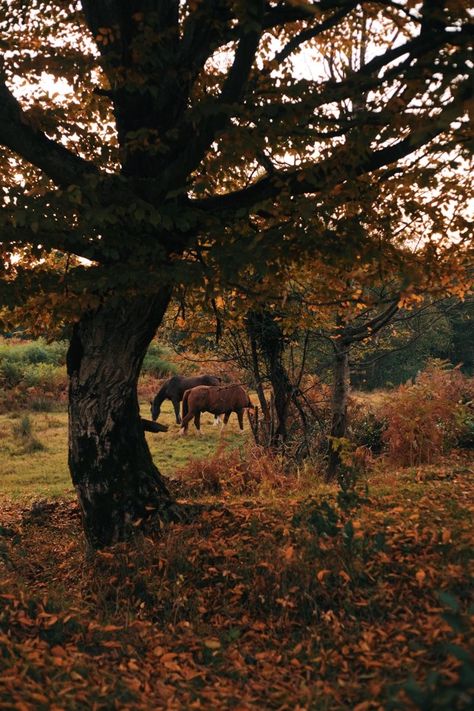 Mountains In Autumn, Autumn Horse Aesthetic, Horses In Autumn, Fall Horse Aesthetic, Horses In Fall, Autumn Tumblr, Autumn Horse, Mountain Autumn, Autumn Countryside