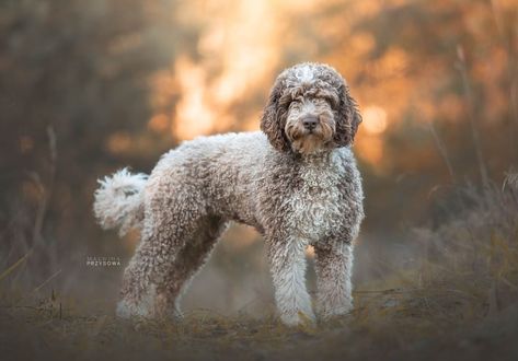 Dog Types, Italian Dogs, Spanish Water Dog, Group 8, Lagotto Romagnolo, All Breeds Of Dogs, Portuguese Water Dog, Group Of Dogs, Animal References