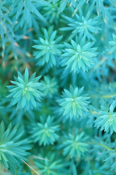 Euphorbias in my garden (by flora-file) Blue Flowers Aesthetic, Turquoise Aesthetic, Photo Bleu, Flowers Aesthetic, Shades Of Turquoise, Aqua Turquoise, Bleu Turquoise, Aqua Color, Tiffany Blue