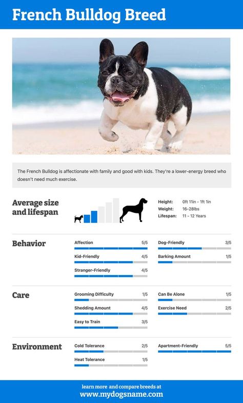 Is the French Bulldog right for you? Find out in our Bulldog breed guide! Discover their temperament, training and exercise needs, health risks, and more. If you're looking for a French Bulldog puppy, read this first. #frenchbulldog #dogs #puppies #frenchbulldogpuppy French Bulldog Information, Bulldog Training, French Bulldog Breed, Dog Breeds List, Bulldog Breeds, French Bulldog Dog, Notes Ideas, Best Dog Breeds, French Bulldog Puppy