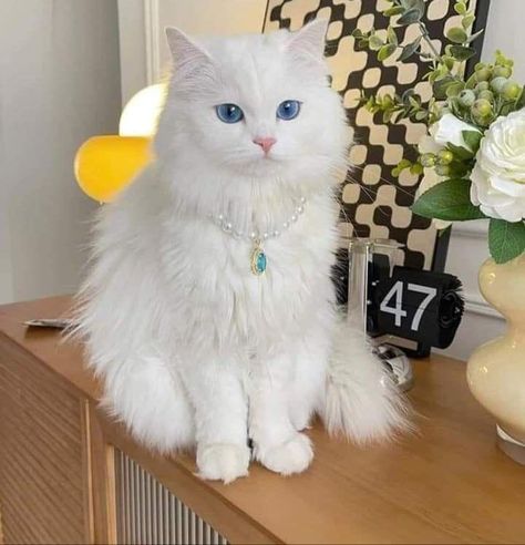 Cat White Aesthetic, White Cats Aesthetic, Animal Aesthetic, Angora Cats, Animal Based, Animal Attack, Animal Anatomy, Image Chat, Bone Art