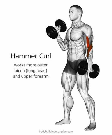 Hammer Curls vs Bicep Curls - Hammer Curl Hammer Curls How To, Bicep Curls How To Do, Hammer Curls Dumbbell, Dumbbell Hammer Curl, Split Workout Routine, Challenge Exercise, Arm Workout Gym, Workout Biceps, Thursday Workout